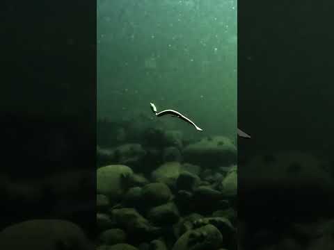 This NEW jig is walleye CANDY 🍭😍