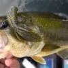 Admit It: Smallmouths Are Smarter