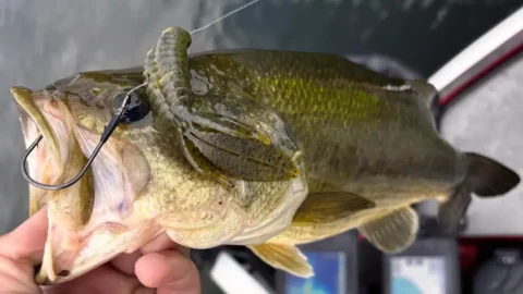 Admit It: Smallmouths Are Smarter