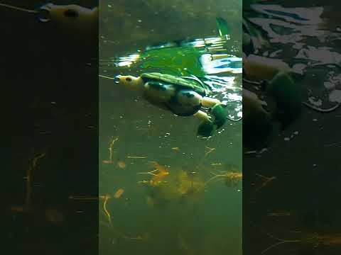 Whatchu know about that turtle bite?? 👀🐢