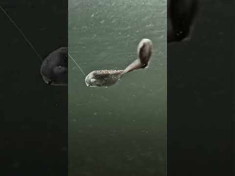 This bait has the MOVES 🤯😮💨