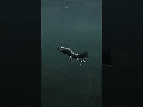 This thing is a TRIPPY big-bite getter 😵💫🔥