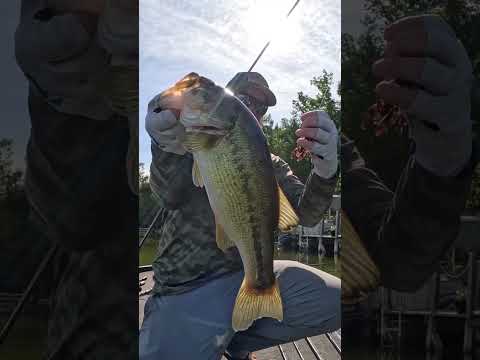 My FAVORITE Way To Catch A Bass! ๐ #shorts