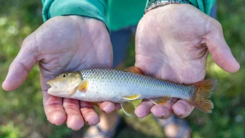 The Smallest Fish Record You’ve Ever Seen