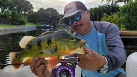 How to Catch Peacock Bass in Florida