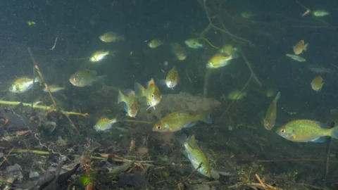 5 Easy Ways to Reduce Lure Snags