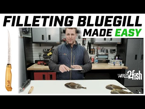 How to Clean a Bluegill Without Wasting Meat