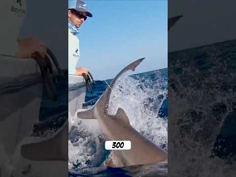 Massive Shark Pulls Boat Backwards