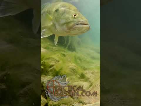 Bass Devours Little Crawfish! 🫣