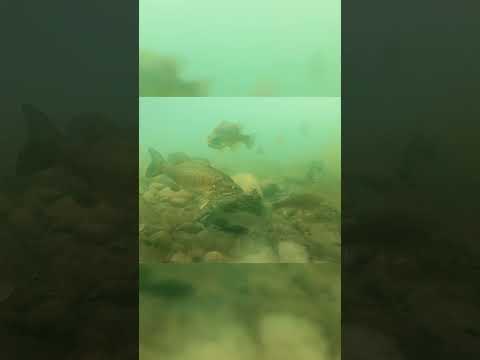 Small Smallmouth = Piranhas of the North 😂🐟