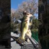 7 LB Bass CHOKED The Texas Rig!!