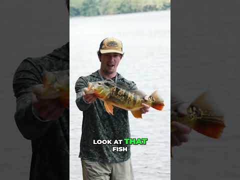 Catching BIG Peacocks In PUERTO RICO!