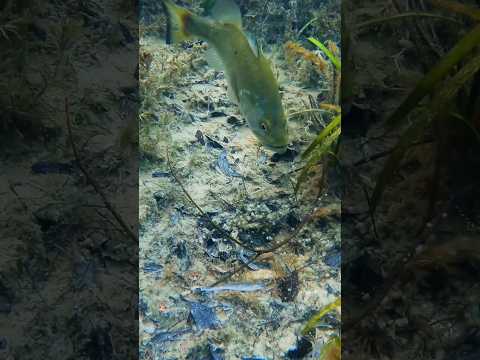 🤑 You Have To See This Bait Quiver!! 🤑