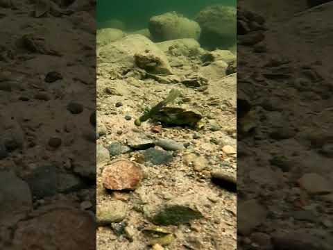 @BiwaaFishing Warax + football head = 💵