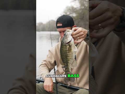 Texas State Fish Caught! Guadalupe Bass BEAUTY