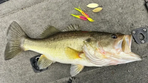 What’s New with Spinnerbaits