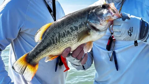 The Best Summer Bass Lures