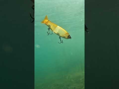 Watch this – the @YoZuri Pro Series Glidebait 😍