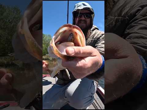 👀 This Bass INHALED That Swimbait! 👀